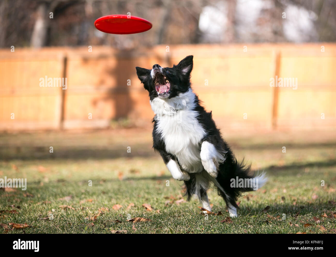 Un Border Collie chien sautant pour attraper un disque volant Banque D'Images