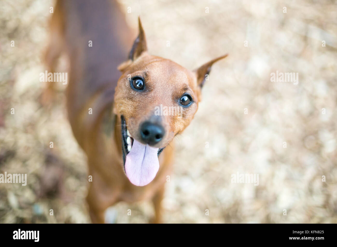 Un chien pinscher nain rouge avec l'otectomie Banque D'Images