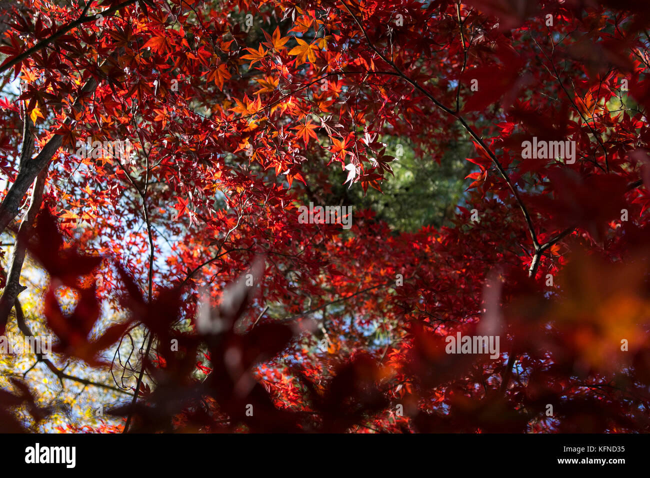 Les feuilles d'automne sont l'une des caractéristiques les plus importantes du Japon. De tels paysages peuvent être vus à Nagano Japon à l'heure actuelle. Crédit: Yuichiro Tashiro Banque D'Images