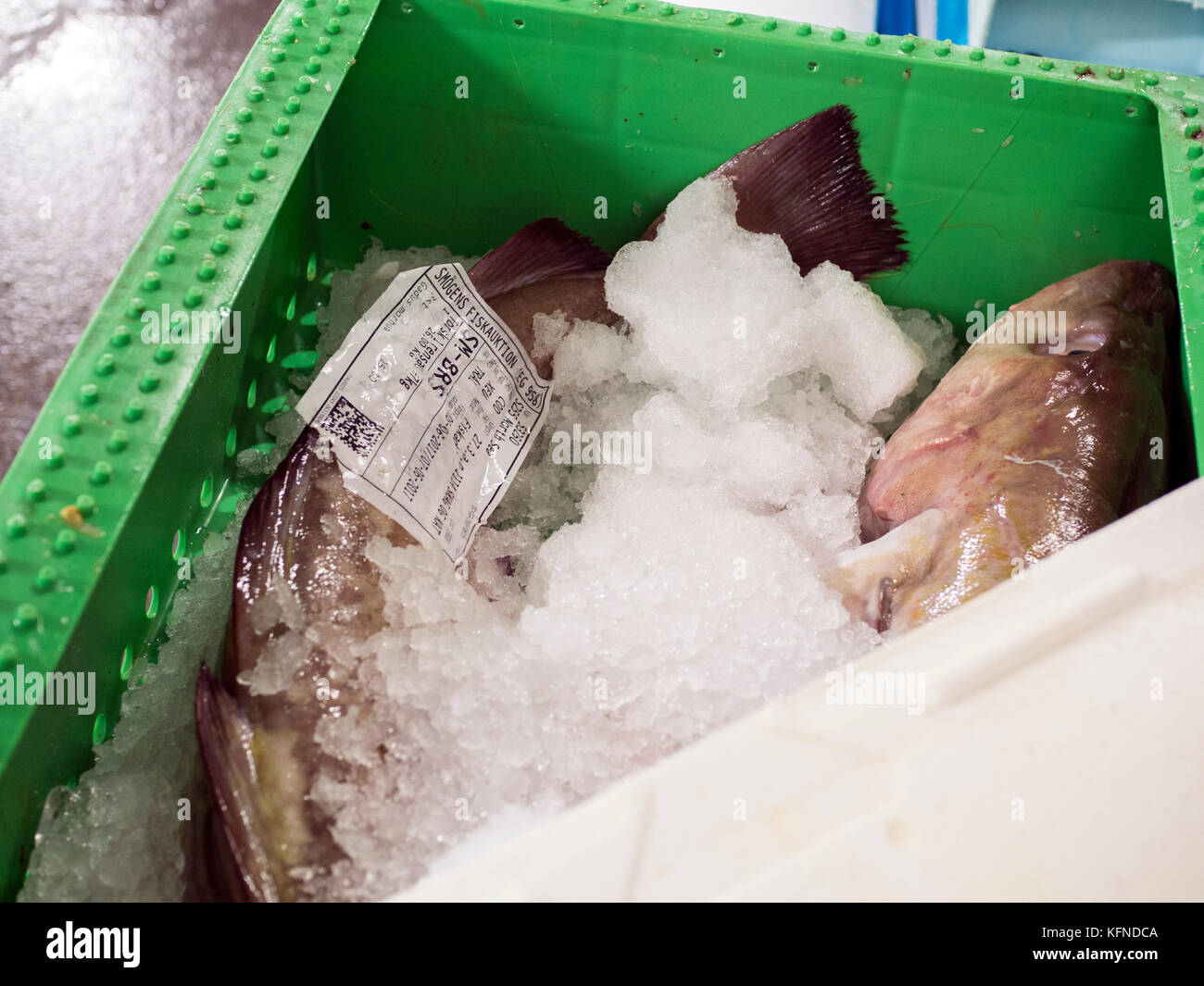Maquereau sur glace et prêt à être expédié du marché du poisson de Smögen. L'industrie de la pêche en Suède est très réglementée. Banque D'Images