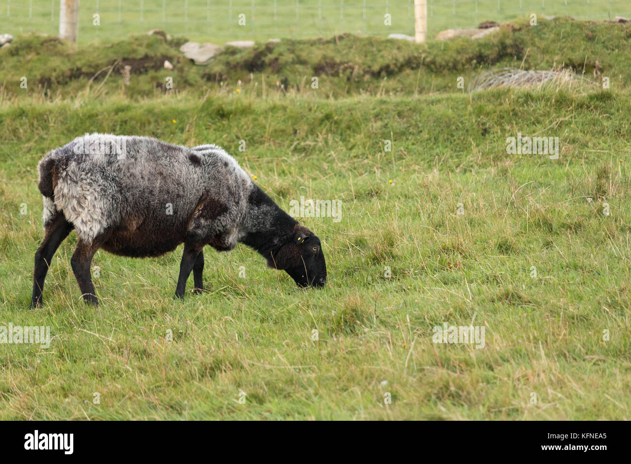 Des moutons paissant dans le comté de Donegal, Irlande Banque D'Images