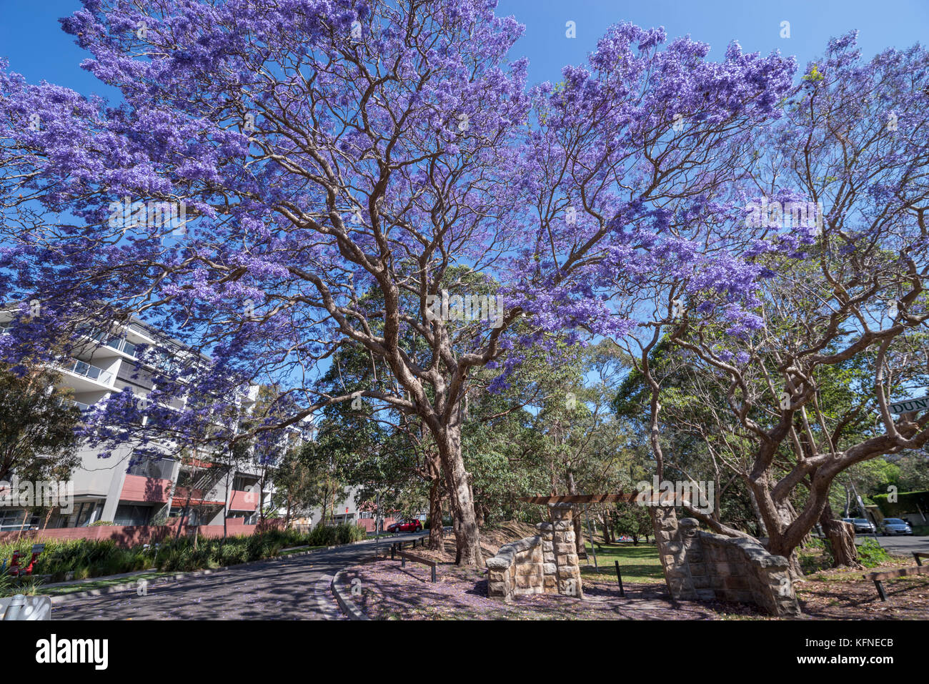 Jacaranda tree à la porte d'entrée au parc de Newlands à St Leonards, North Sydney, Sydney, NSW, Australie Banque D'Images