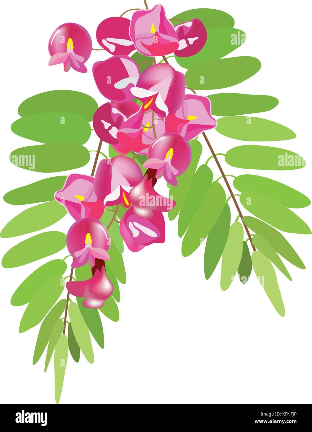 Direction générale de l'acacia en fleurs, vector illustration Illustration de Vecteur