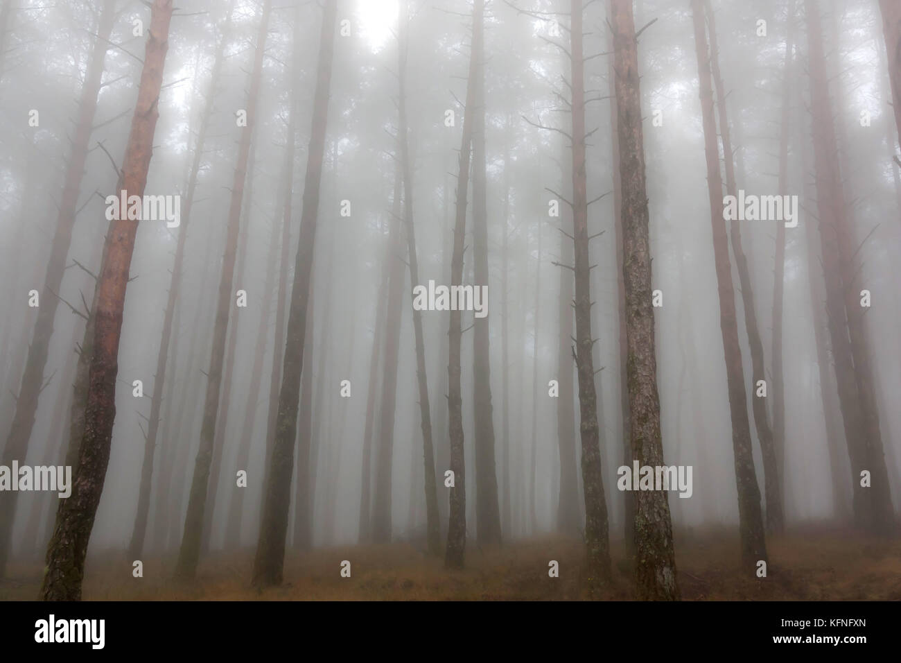 Paysage de forêt d'une part sur une fine couche de brouillard Banque D'Images