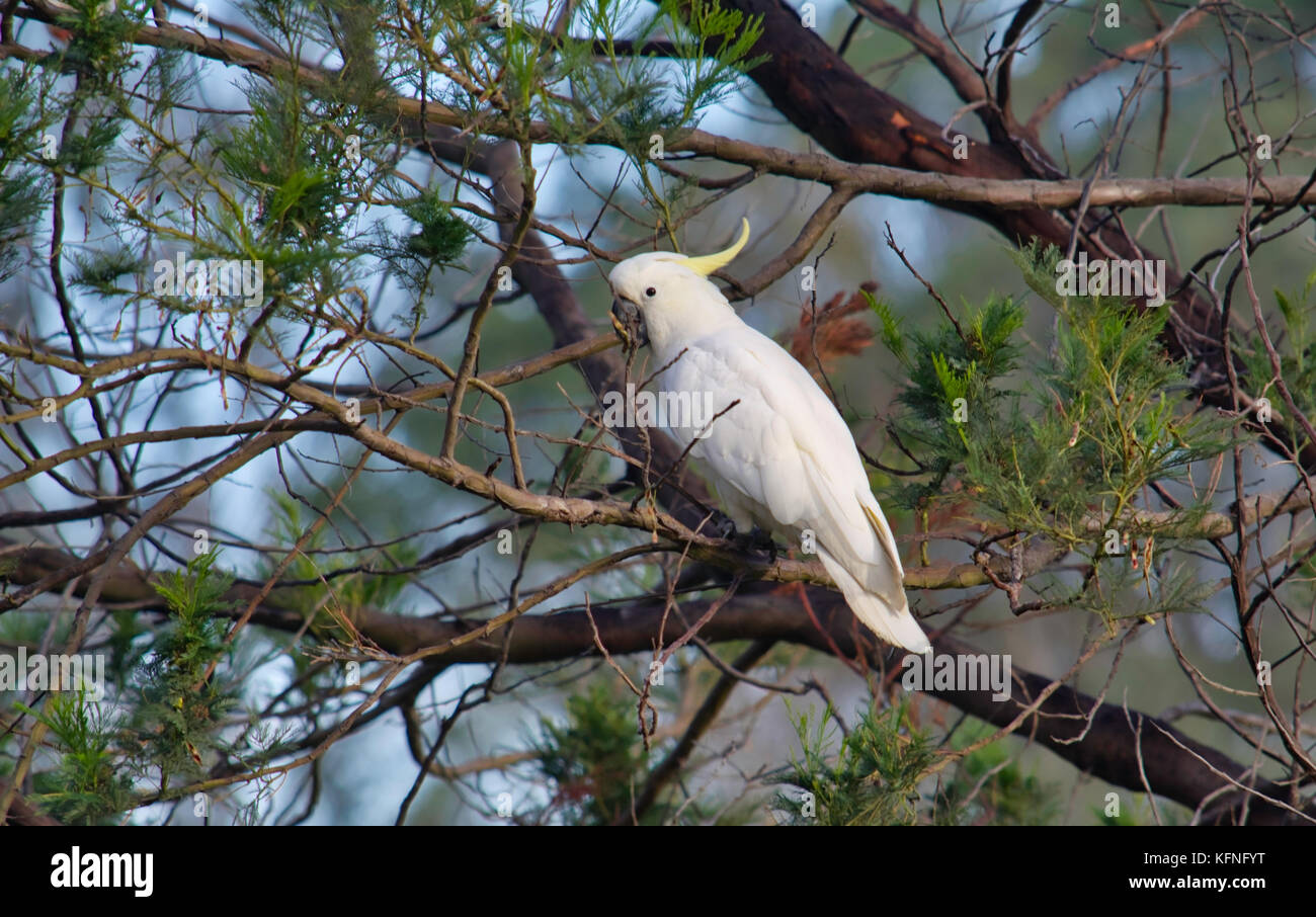 Une teneur en soufre cacatoès soufré perché sur une branche de l'aide d'une brosse bush. Banque D'Images