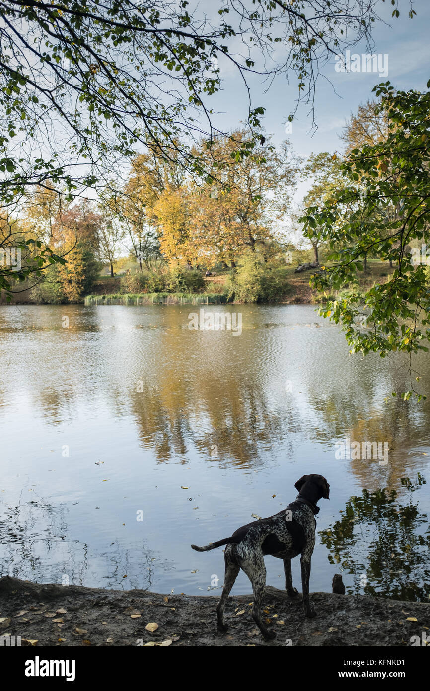 Chien sur Hampstead Heath Banque D'Images