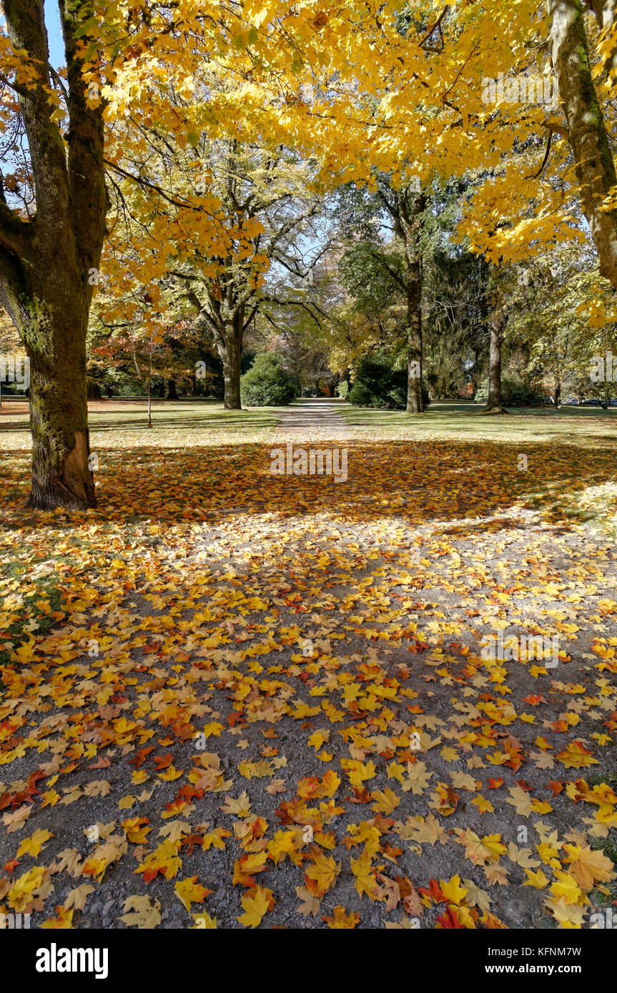 Chemin couvert en rouge et jaune en couleurs de feuilles d'arbres d'érable à sucre éparpillés sur le sol à l'automne, Shaughnessy Park, Vancouver, BC, Canada Banque D'Images