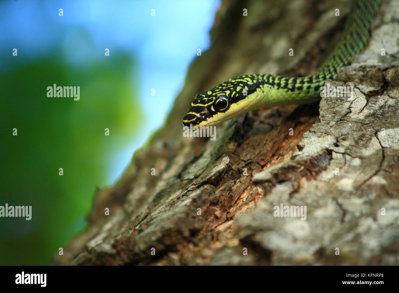 Serpent de l'arbre d'or à un arbre dans une forêt Banque D'Images