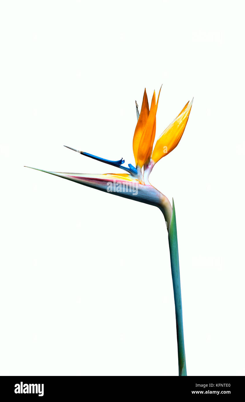 Bird of Paradise flower isolated against a white background Banque D'Images