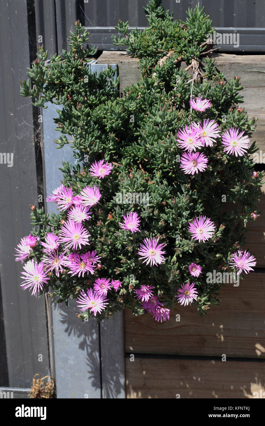 Mesembryanthemum, plantez des fleurs de glace, Livingstone pâquerettes cascadant sur mur de retenue Banque D'Images