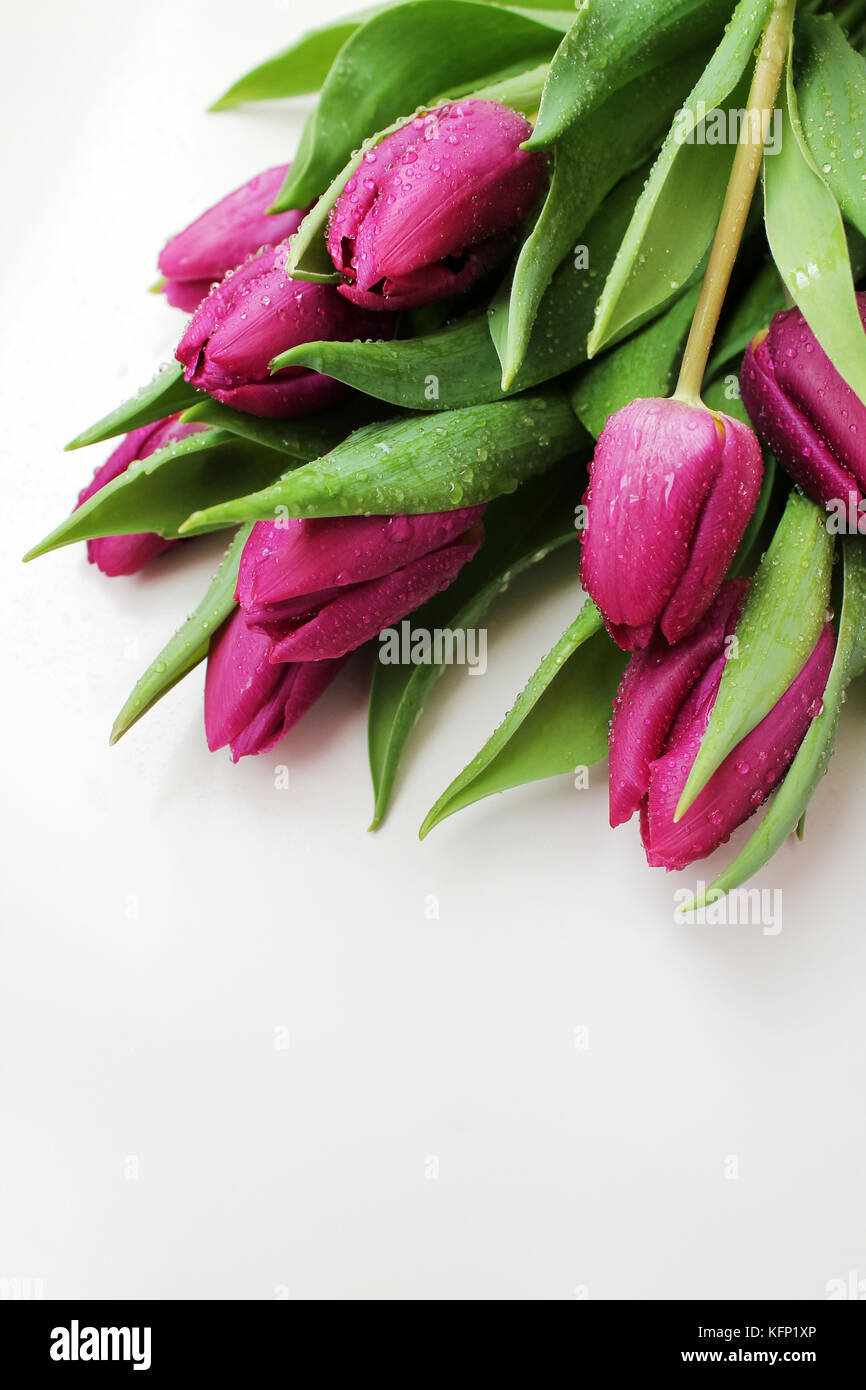 Fleurs de tulipe avec des gouttes de rosée sur fond blanc. Banque D'Images