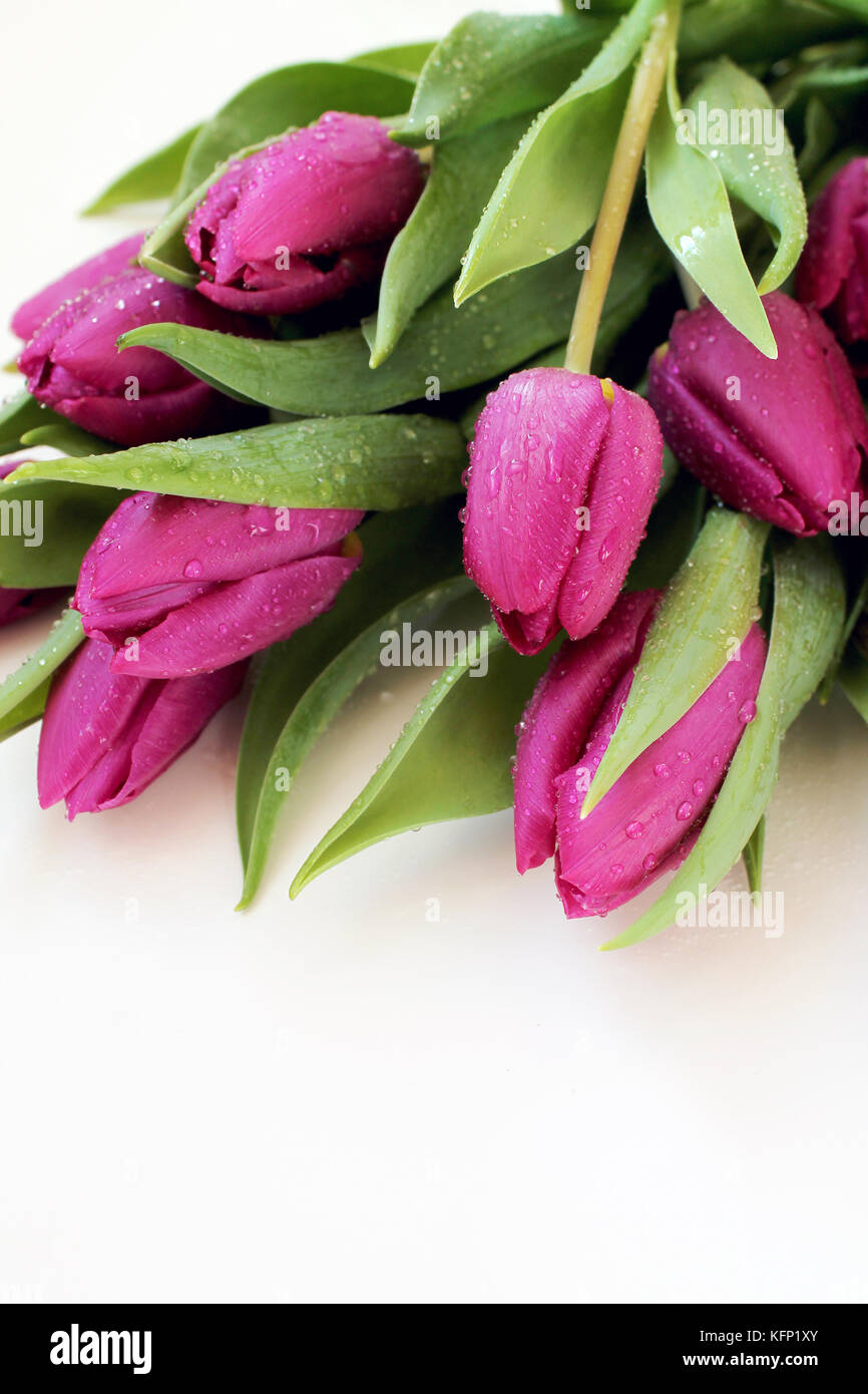 Fleurs de tulipe avec des gouttes de rosée sur fond blanc. Banque D'Images