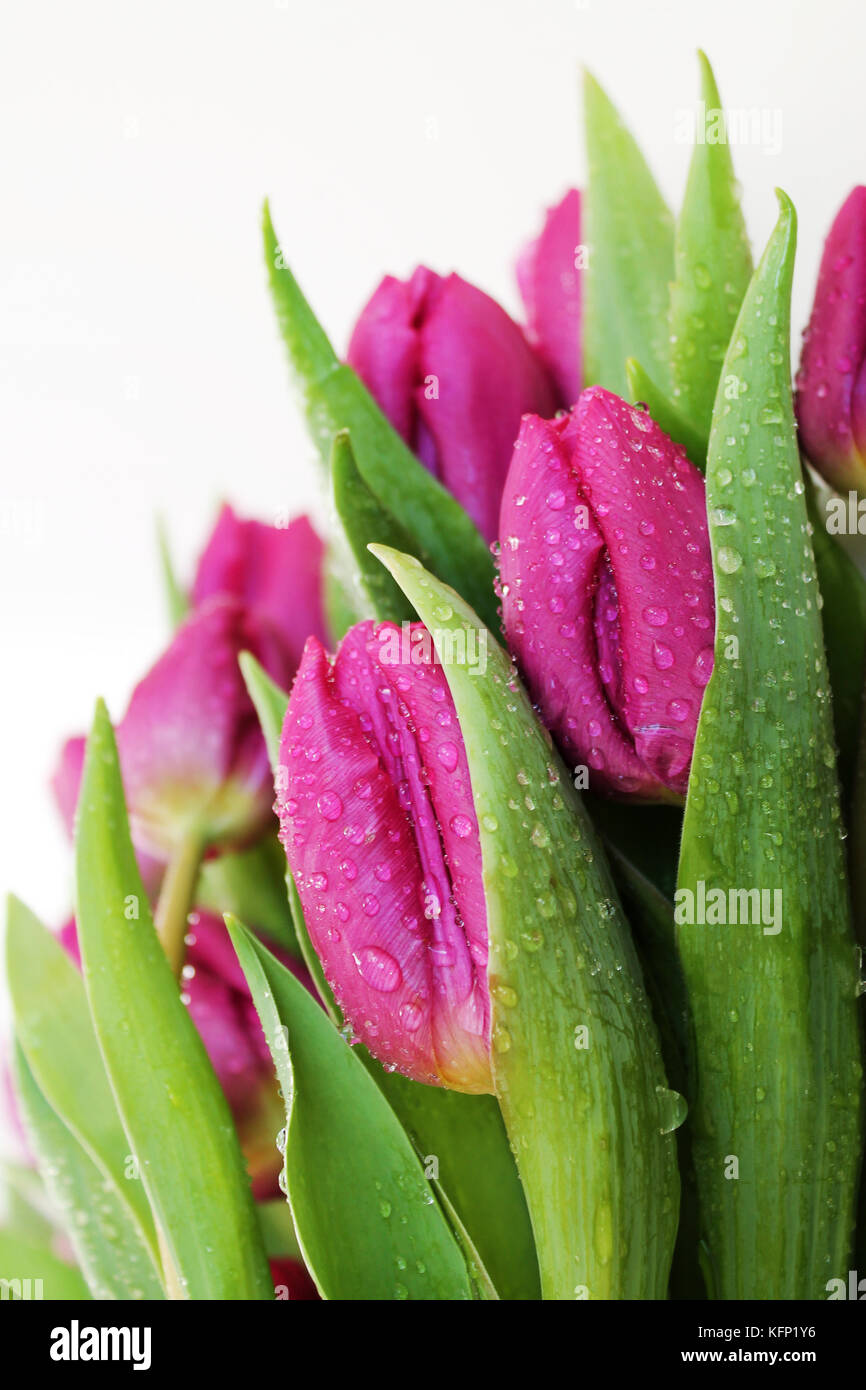 Fleurs de tulipe avec des gouttes de rosée sur fond blanc. Banque D'Images