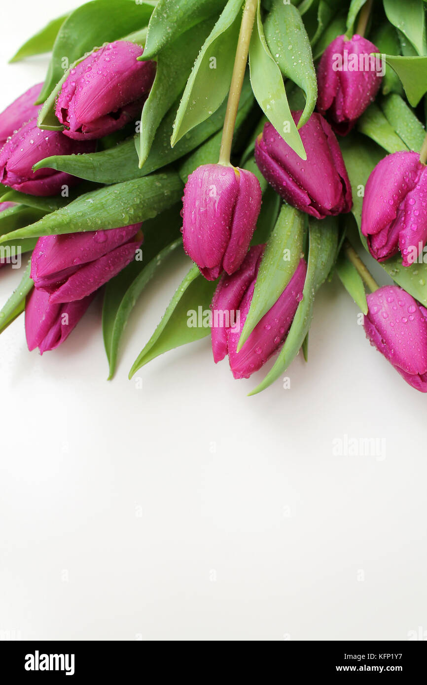 Fleurs de tulipe avec des gouttes de rosée sur fond blanc. Banque D'Images