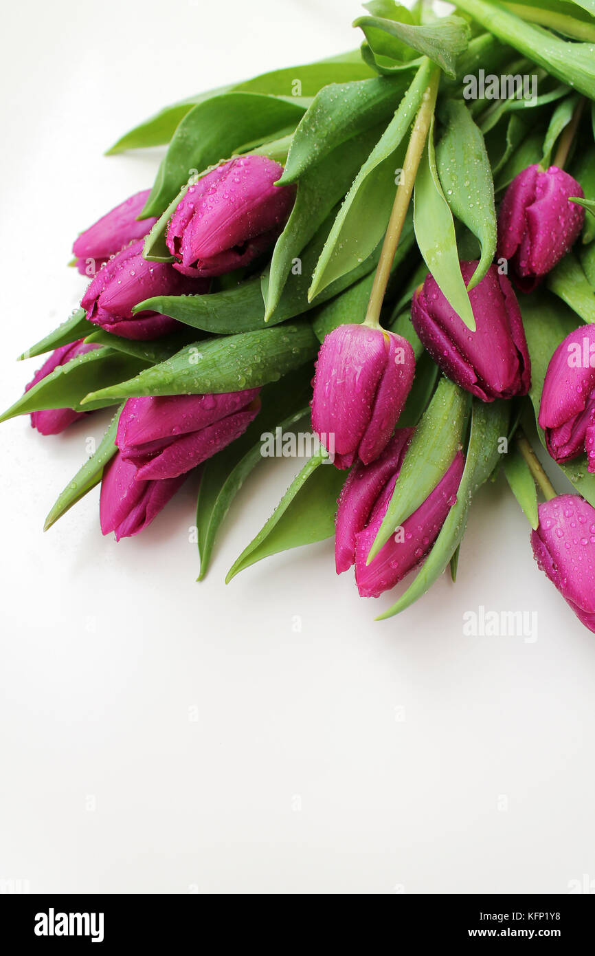 Fleurs de tulipe avec des gouttes de rosée sur fond blanc. Banque D'Images