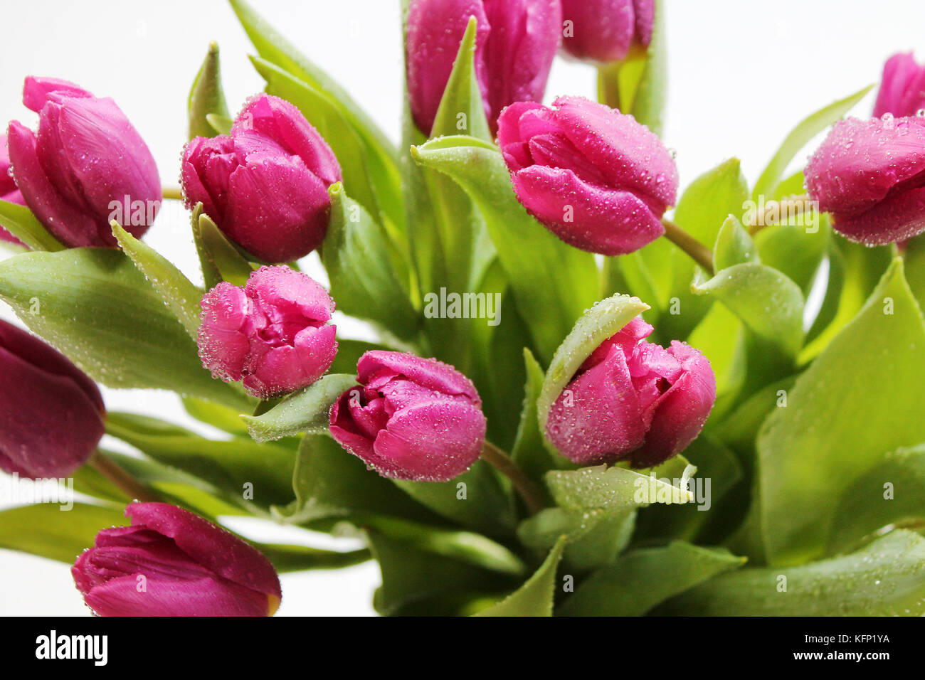Fleurs de tulipe avec des gouttes de rosée sur fond blanc. Banque D'Images