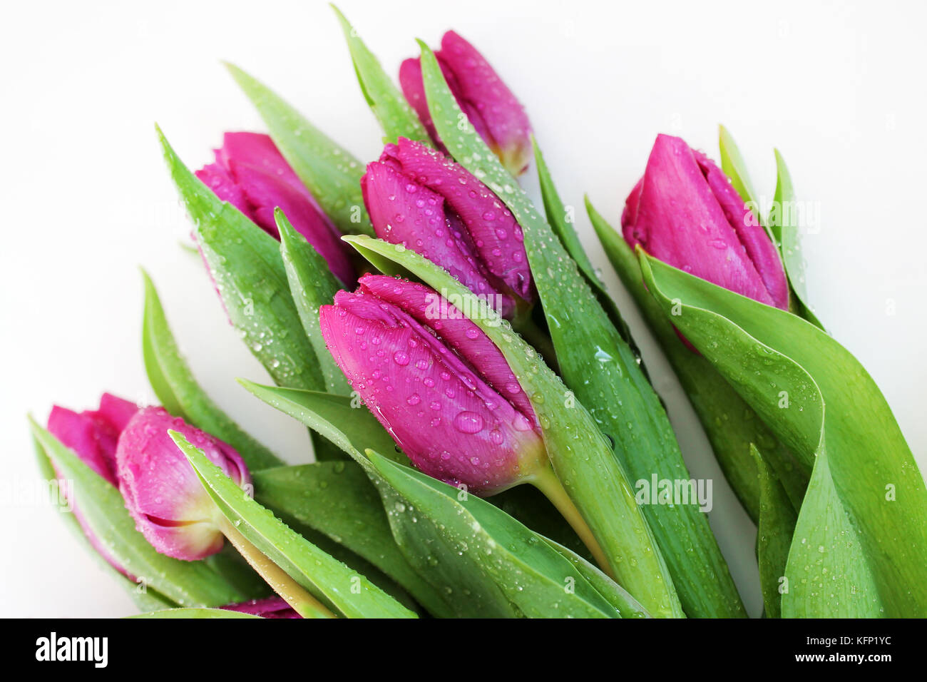 Fleurs de tulipe avec des gouttes de rosée sur fond blanc. Banque D'Images