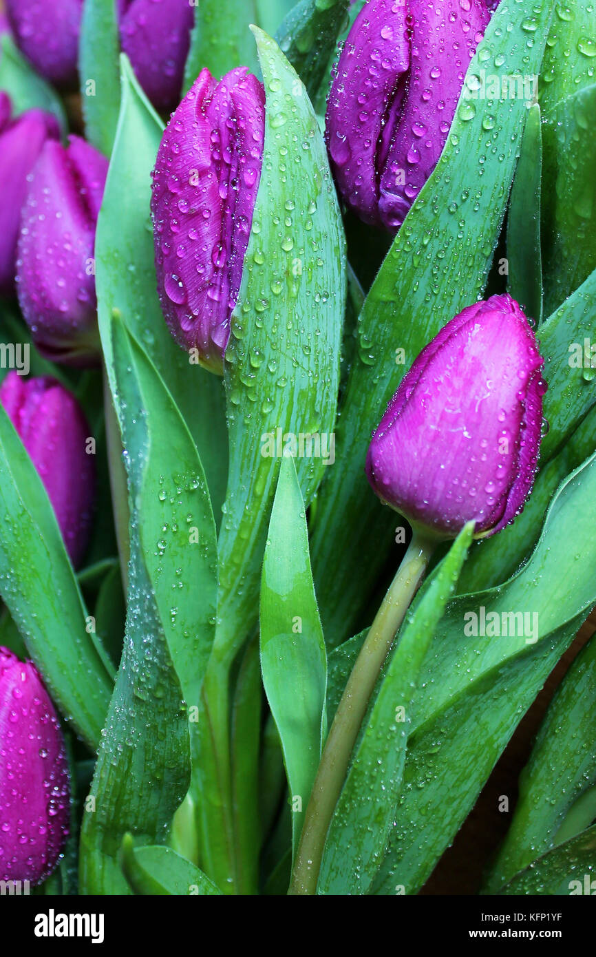 Fleurs de tulipe violettes avec gouttes de rosée. Banque D'Images