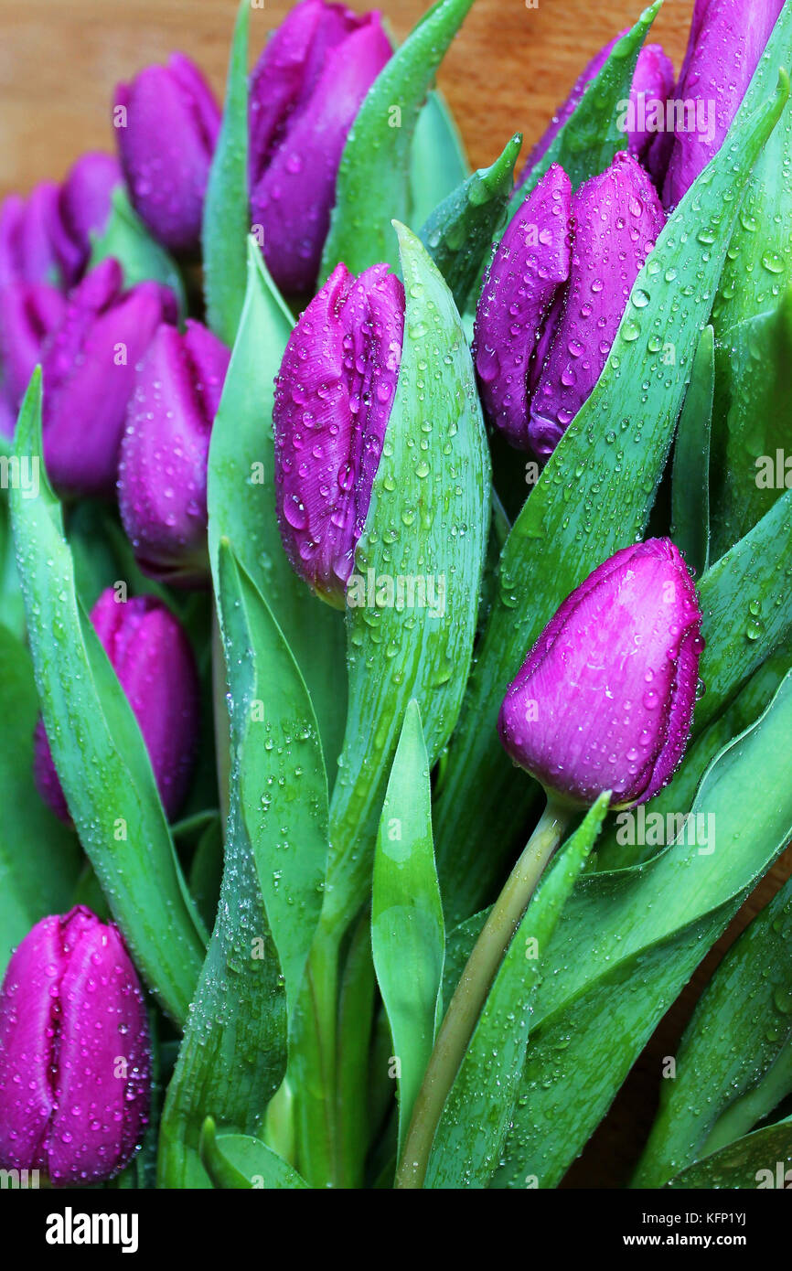 Fleurs tulipe violette avec des gouttes de la rosée libre. Banque D'Images