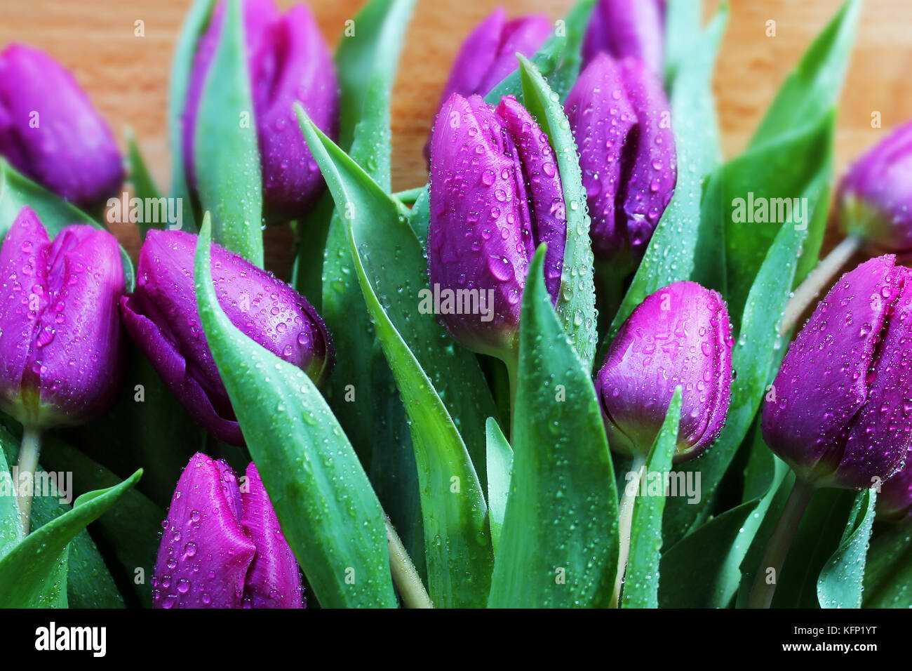 Fleurs tulipe violette avec des gouttes de la rosée libre. Banque D'Images