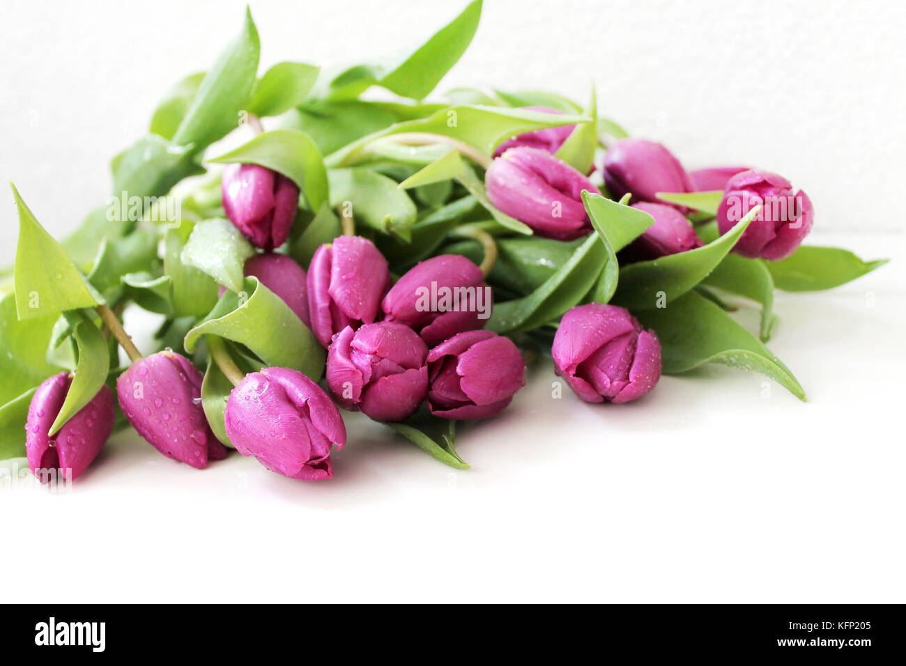 Fleurs de tulipe avec des gouttes de rosée sur fond blanc. Banque D'Images