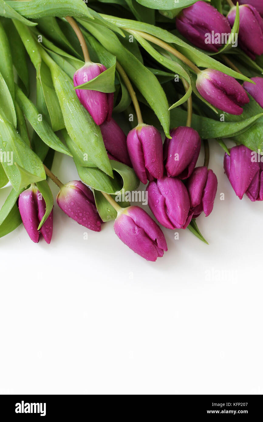 Fleurs de tulipe avec des gouttes de rosée sur fond blanc. Focus sélectif. Espace libre pour le texte. Banque D'Images