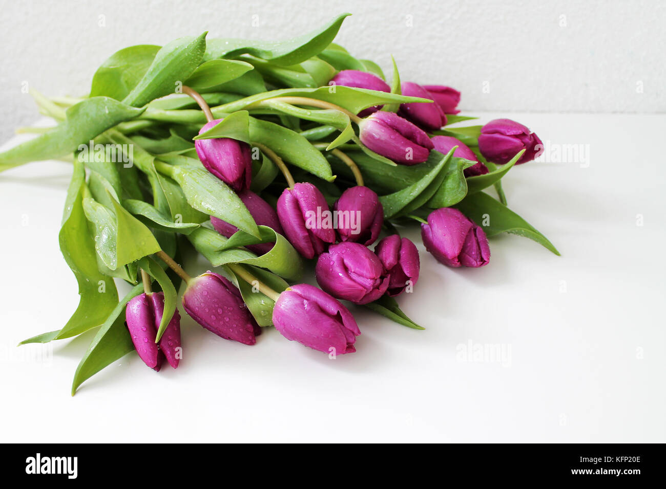 Fleurs de tulipe avec des gouttes de rosée sur fond blanc. Banque D'Images