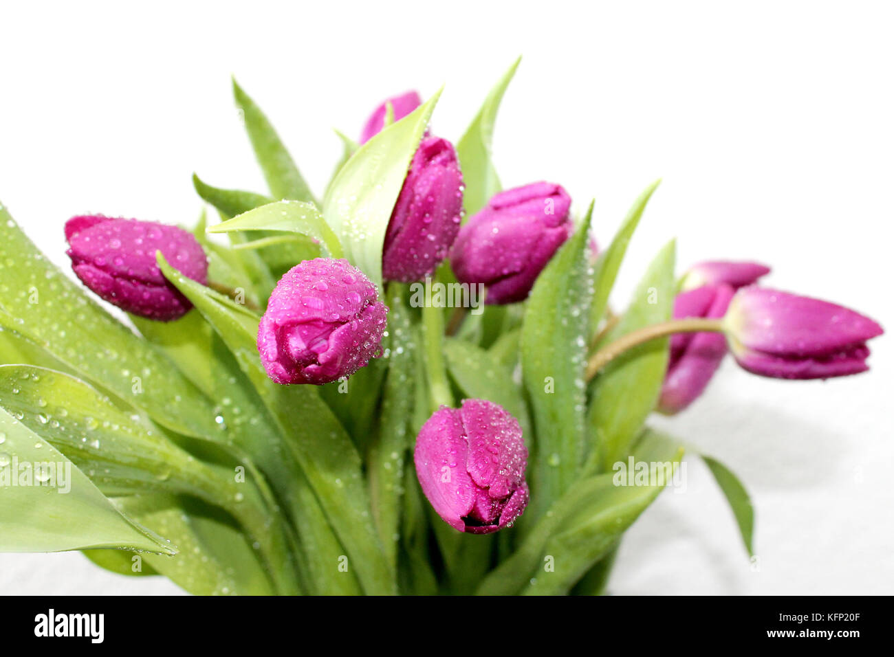 Fleurs de tulipe avec des gouttes de rosée sur fond blanc. Banque D'Images