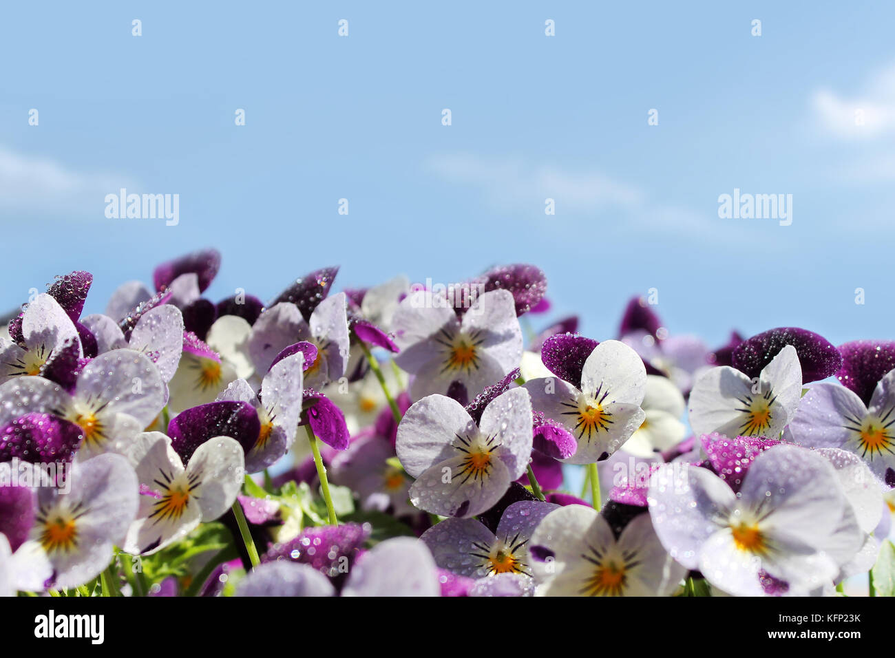 Pensées violettes. Viola Tricolor et le ciel printanier. Banque D'Images