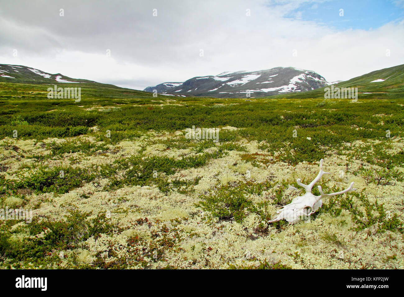 Crâne de renne dans la toundra, Dovrefjell national park, la Norvège. Banque D'Images