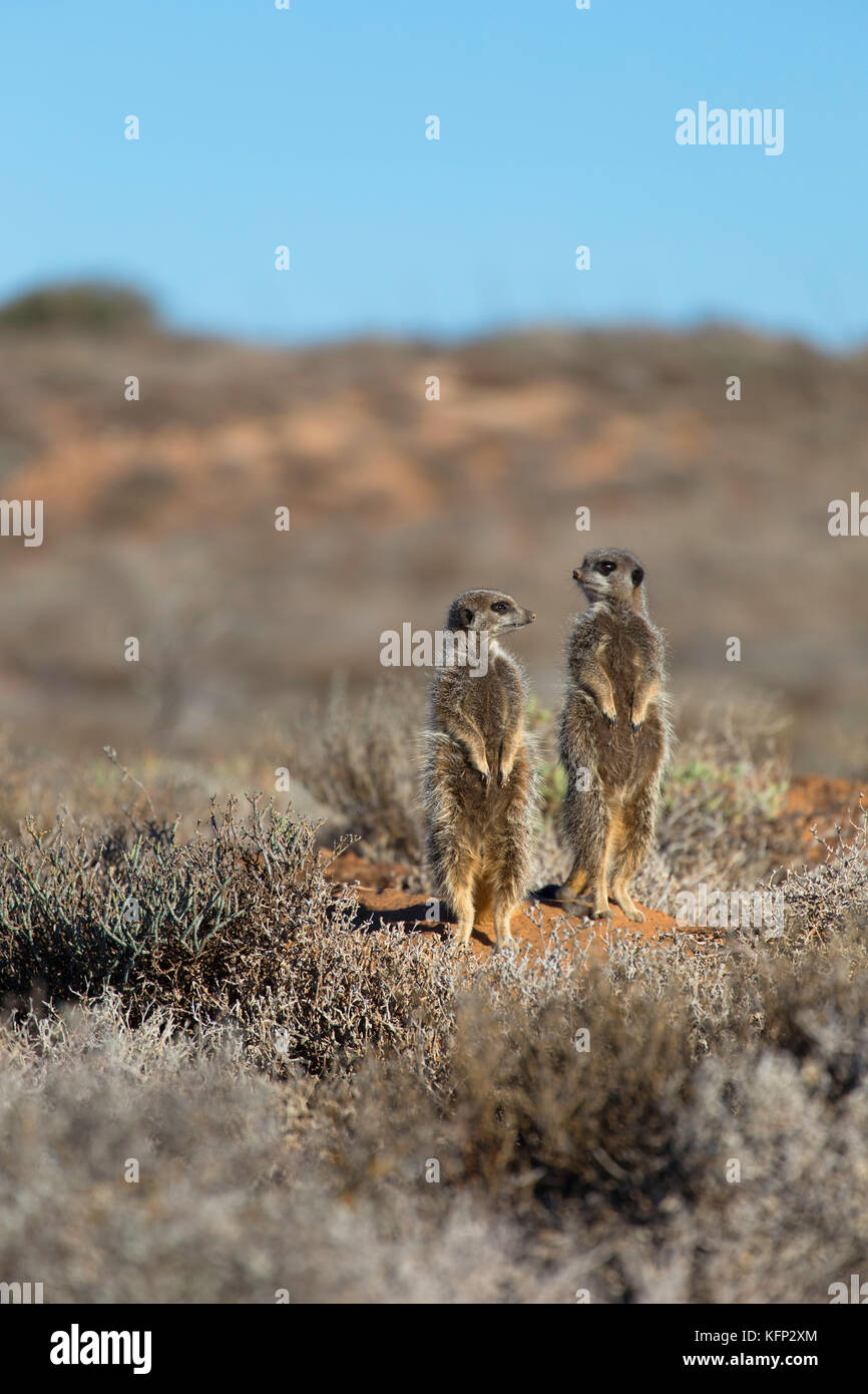 Les suricates, Oudtshoorn, Western Cape, Afrique du Sud Banque D'Images