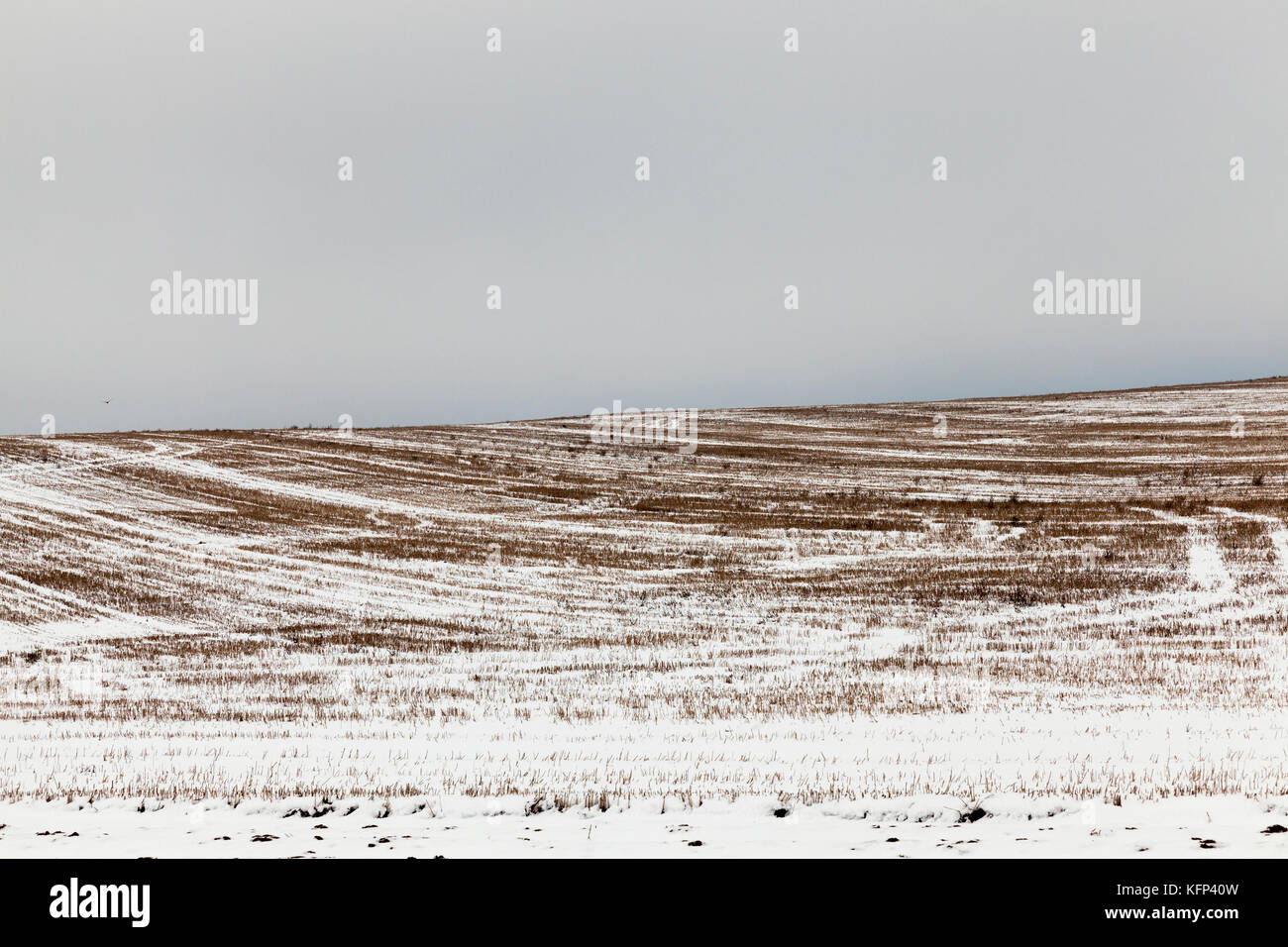 La neige a couvert de chaume de paille Banque D'Images