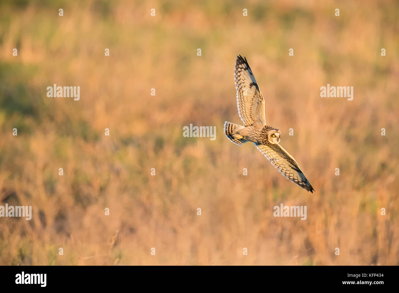 Hibou des survolant les champs d'une recherche de nourriture Banque D'Images