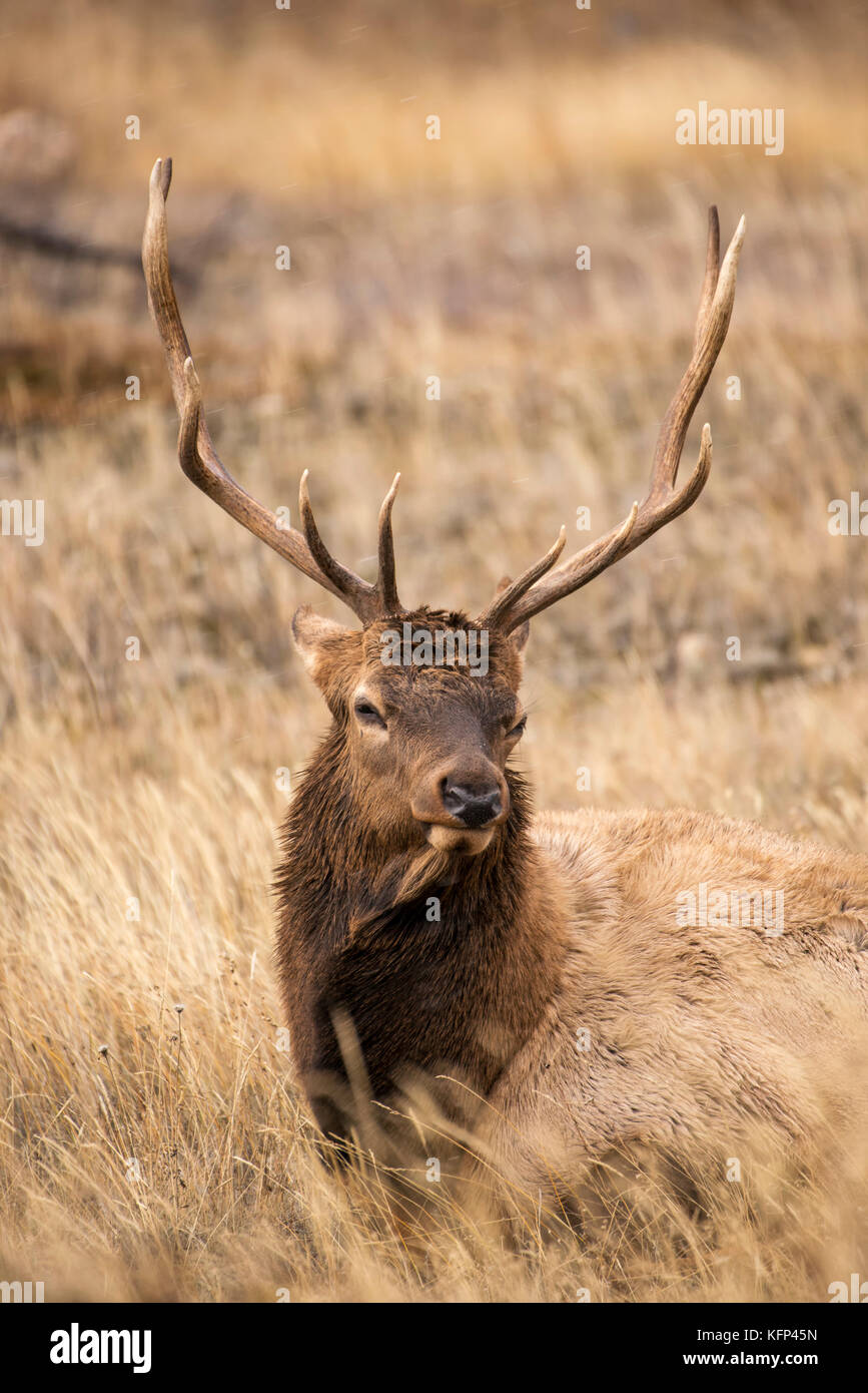 Bull Elk resting in Jasper National Park Banque D'Images