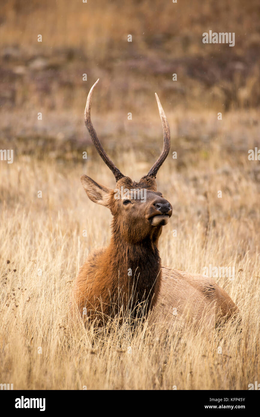 Bull Elk resting in Jasper National Park Banque D'Images