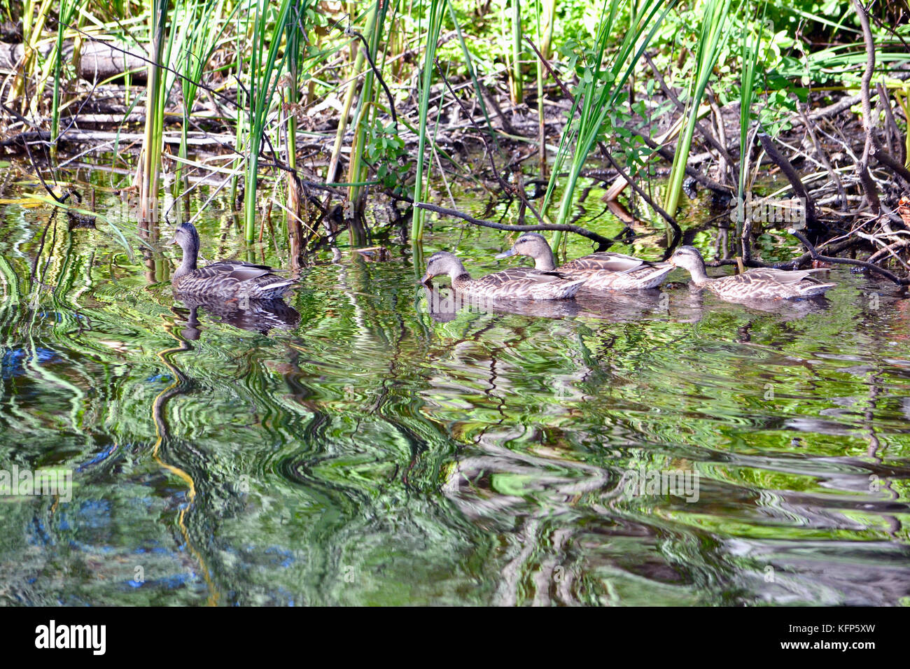 Canards flottant sur l'eau Banque D'Images