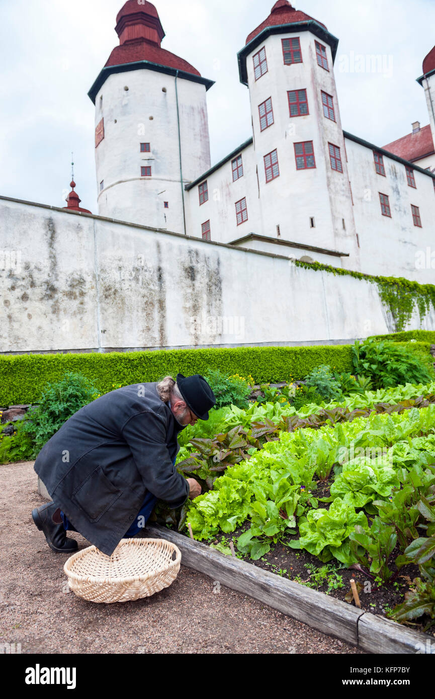 Simon Irvine, horticulteur, dans les jardins potagers biologiques ornementaux de Läckö Slott, un château médiéval de l'île de Kållandsö, dans l'ouest de la Suède. Banque D'Images