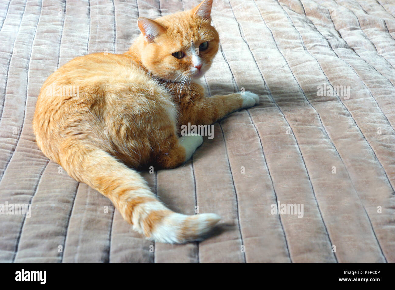 Le gingembre cat se trouve sur le lit. Banque D'Images