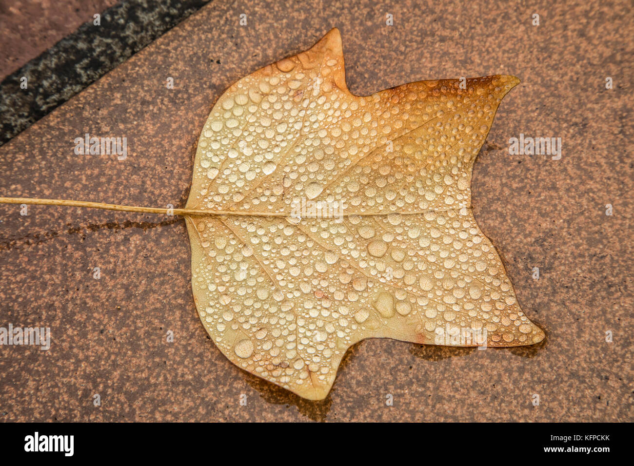 Les feuilles, d'arbres, automne, sur une tuile, gouttes d'eaux qui se trouvent sur les feuilles, feuilles, Banque D'Images