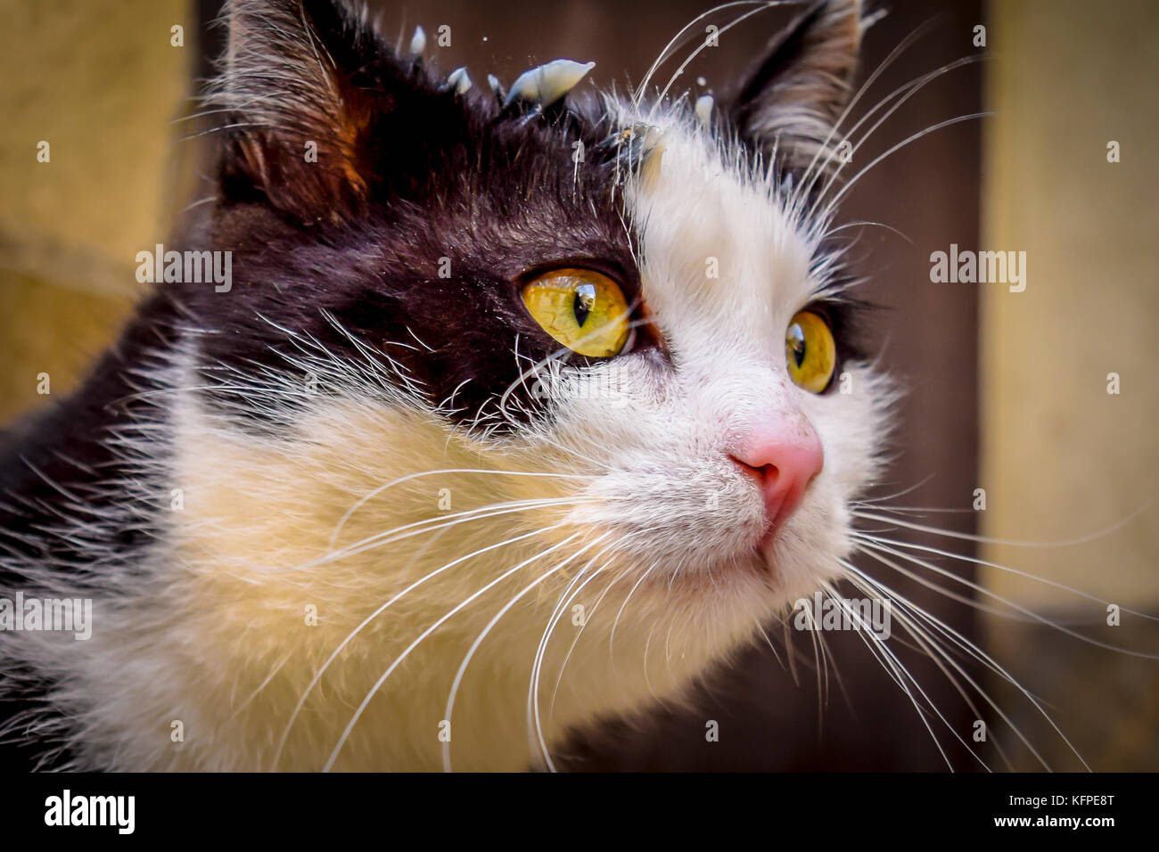 Portrait de chat noir et blanc. closeup of a curious yellow eyed chaton noir et blanc. Banque D'Images