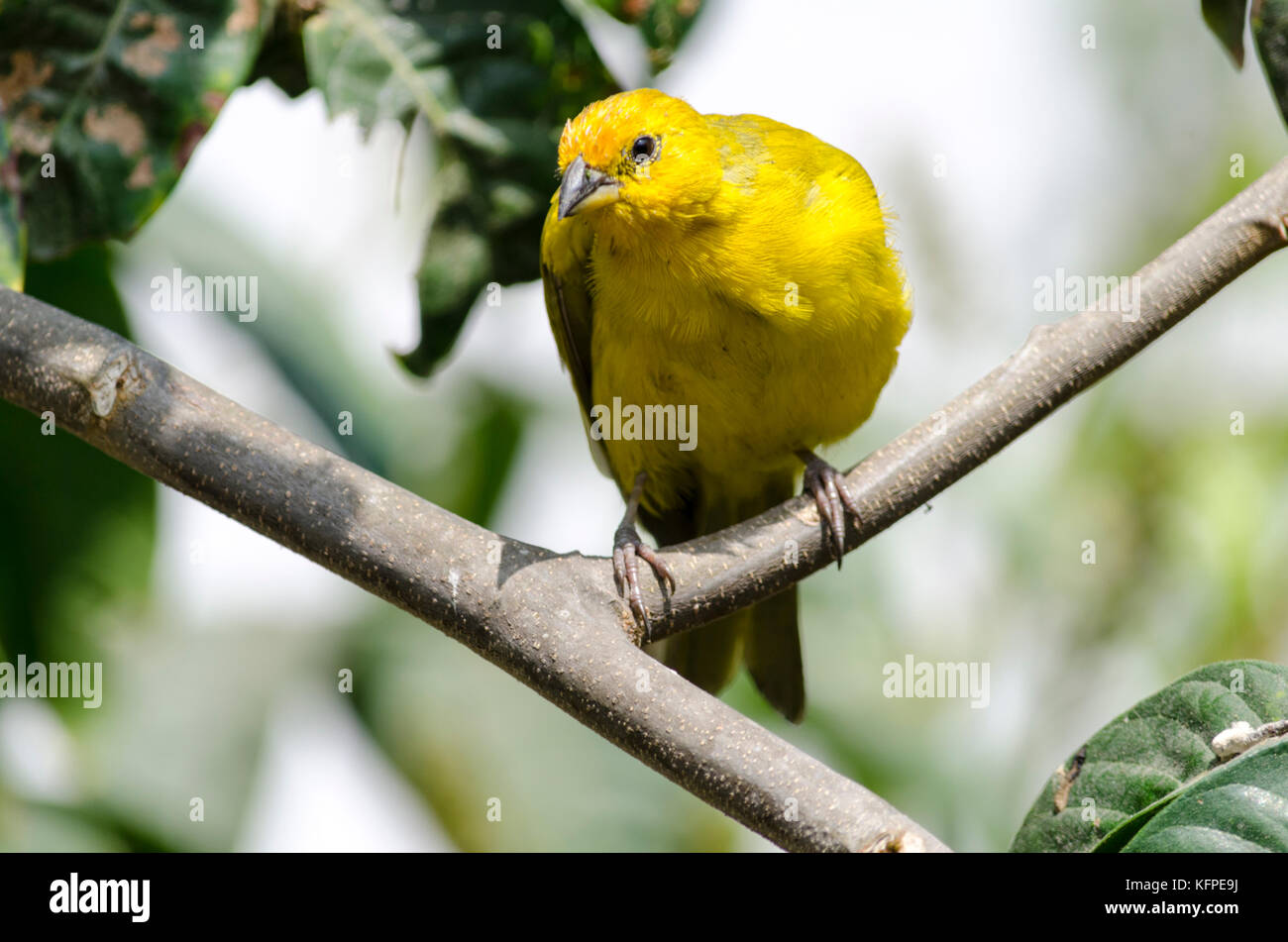 Sicalis flaveola jilguero / azafranado / saffron finch Banque D'Images