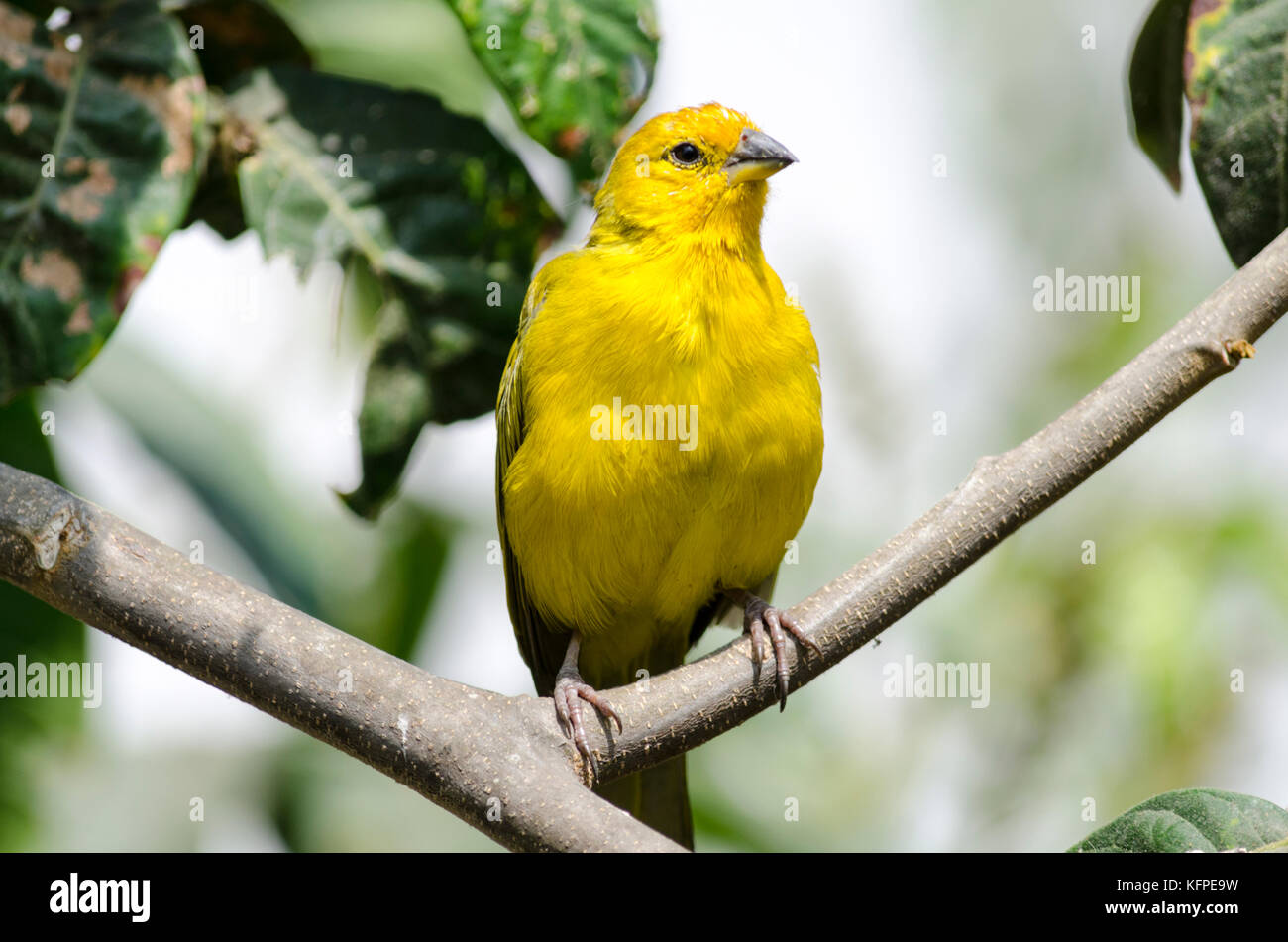 Sicalis flaveola jilguero / azafranado / saffron finch Banque D'Images