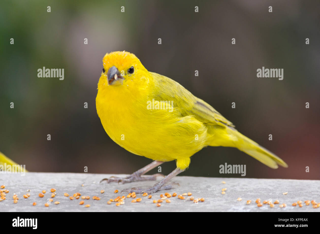 Sicalis flaveola jilguero / azafranado / saffron finch Banque D'Images