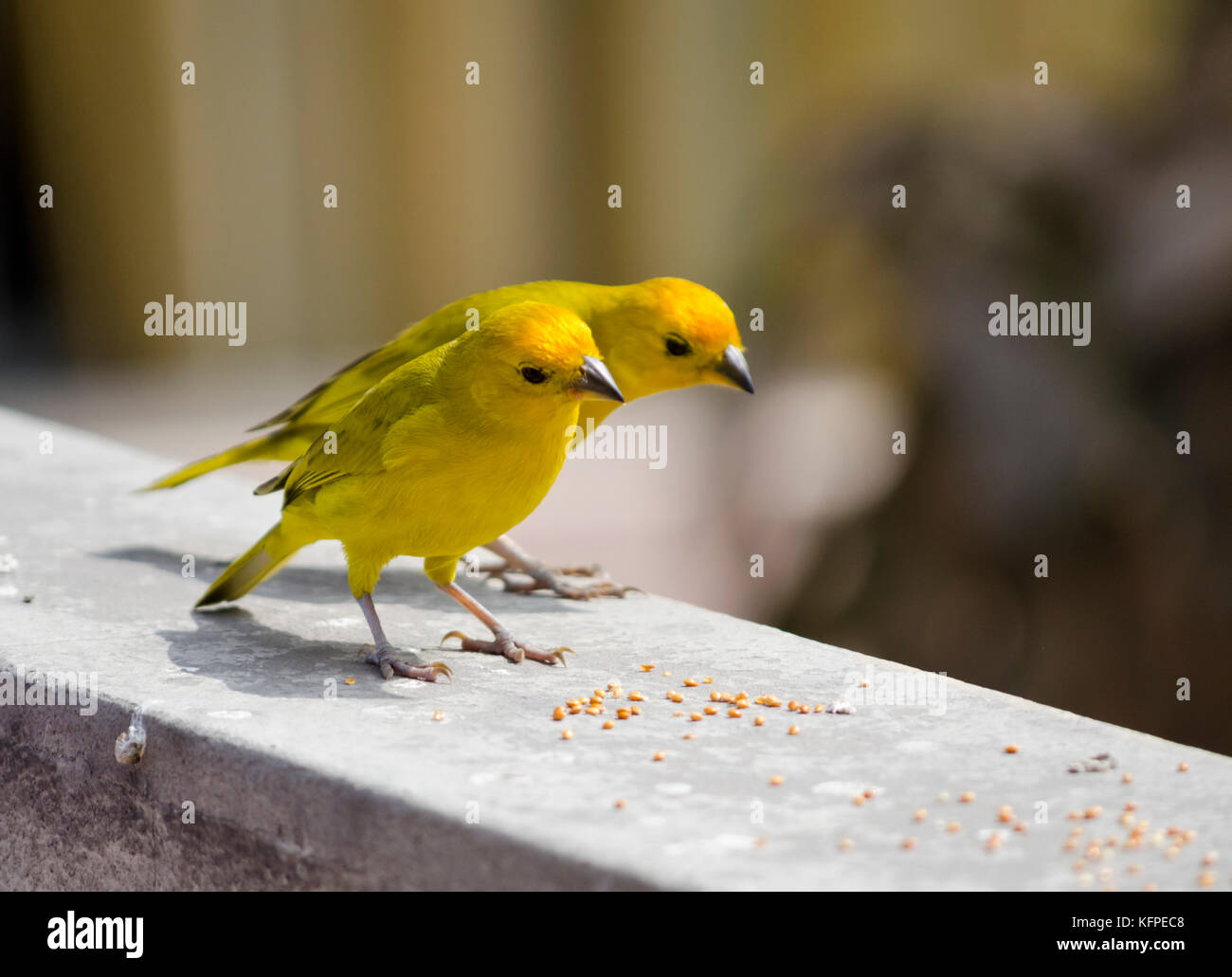 Sicalis flaveola jilguero / azafranado / saffron finch Banque D'Images