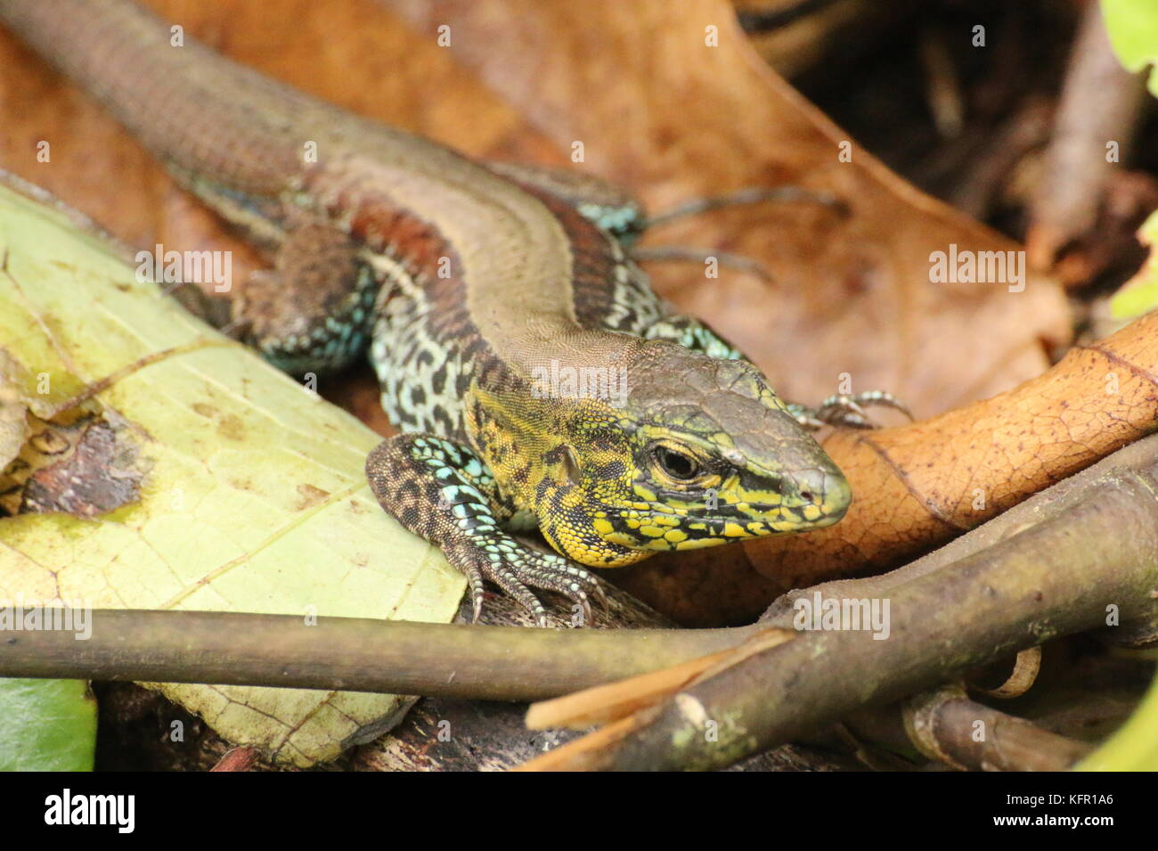 Un Ameiva Inscription quadrilineata) dans la forêt tropicale du Costa Rica. Banque D'Images