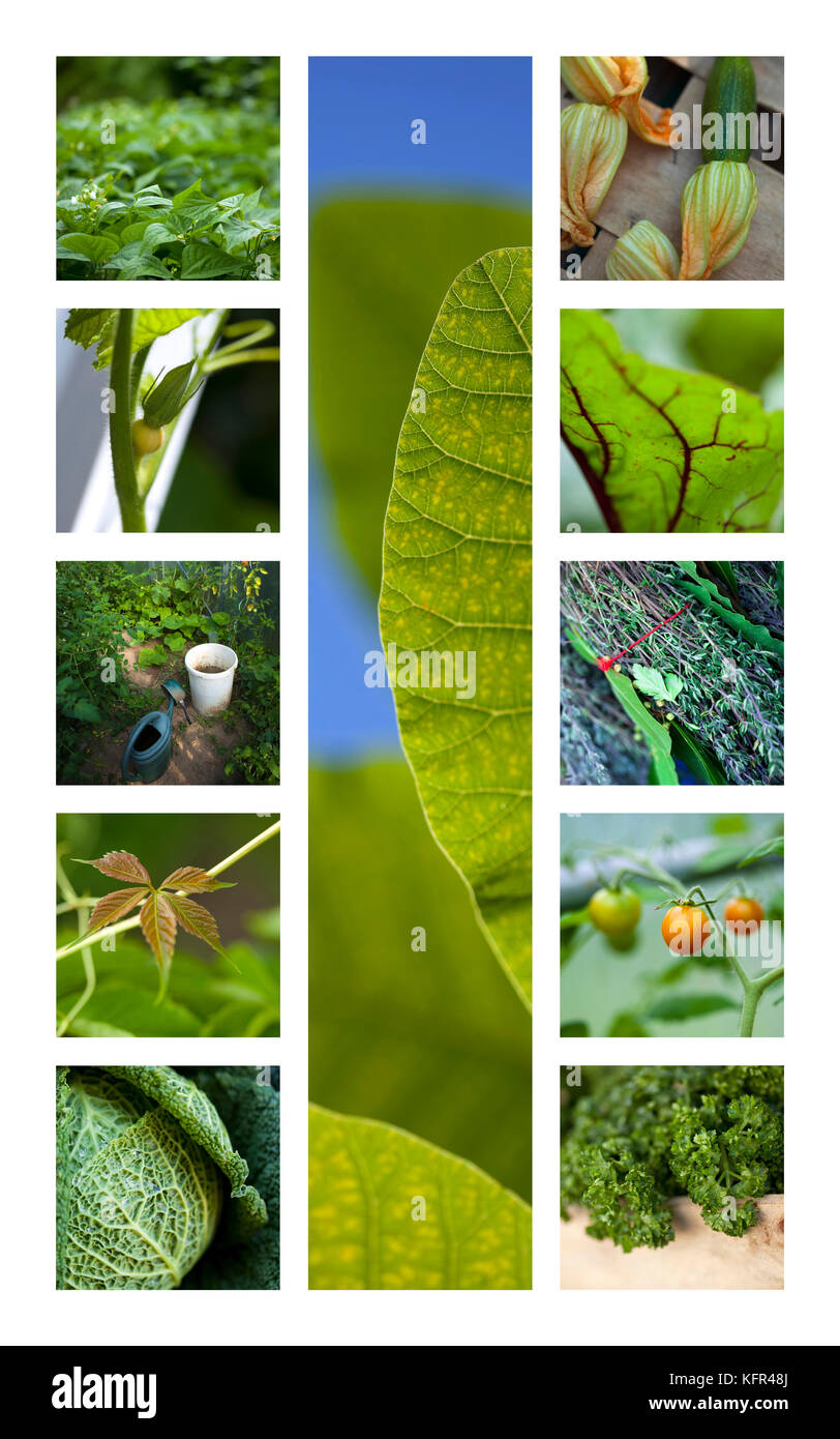 Les légumes et les plantes poussant au printemps sur un collage de jardin Banque D'Images