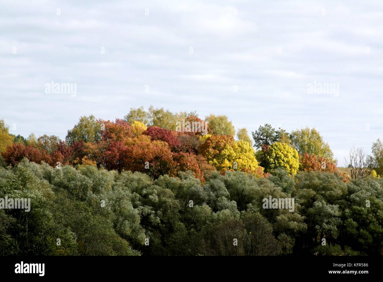 Automne doré, octobre, belle grove. Les arbres colorés. Banque D'Images