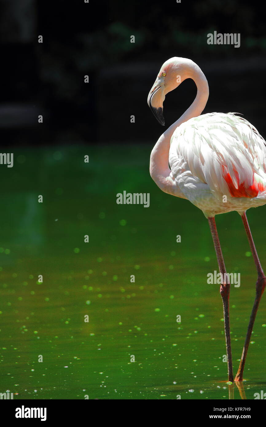 Flamingo permanent en fond vert Banque D'Images