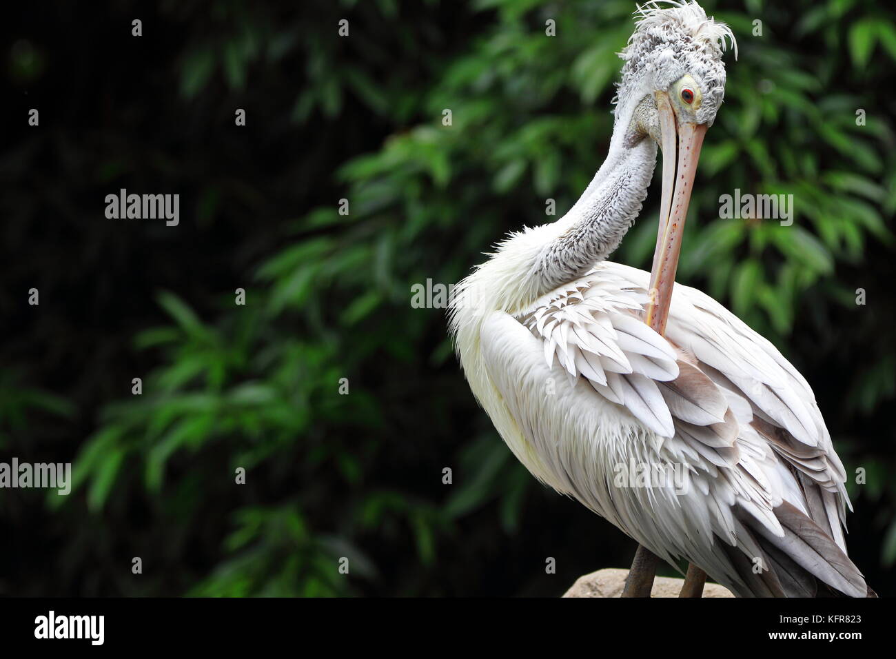 Poser pelican Banque D'Images