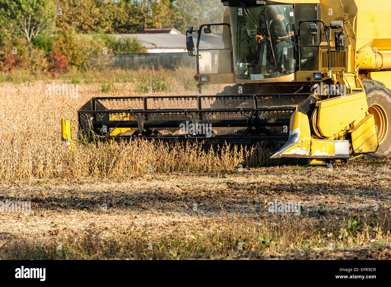 La récolte du champ de soya avec moissonneuse- batteuse jaune.. Banque D'Images